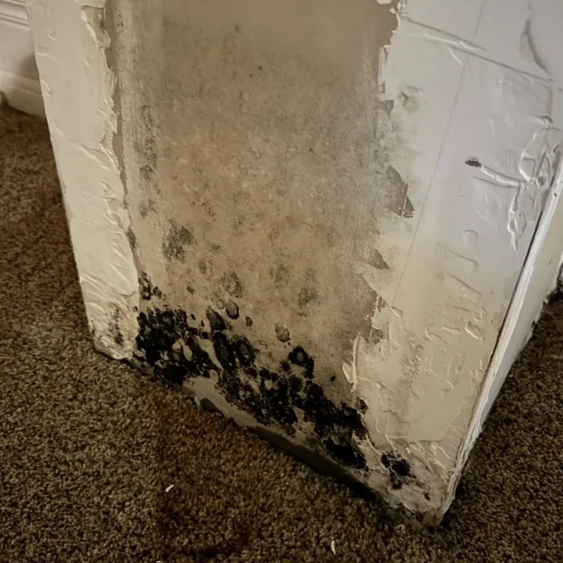Professional Mold Removal in Mountrail County, ND